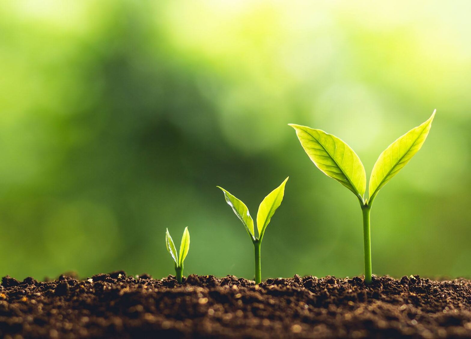 The Long Road to Business Process Automation and Apptitude Part I: Seeds are Planted